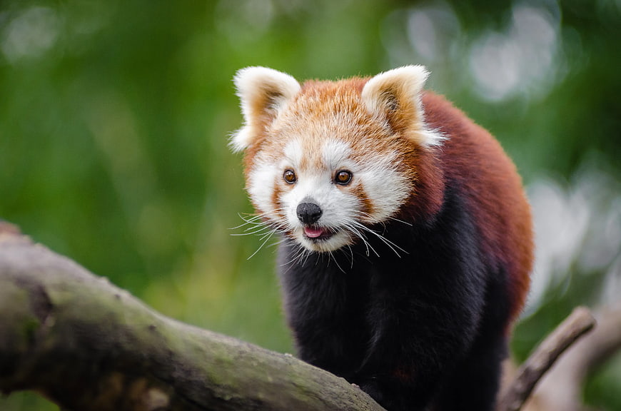 Cute Red Panda on Tree Branch with Green Background