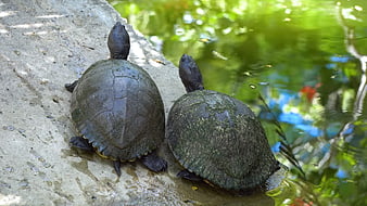 Two Turtles Basking on Rock by Pond