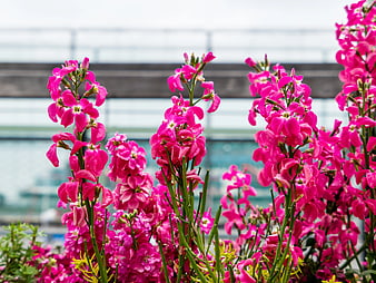 Vibrant Pink Wallflowers in Bloom with Blurred Background