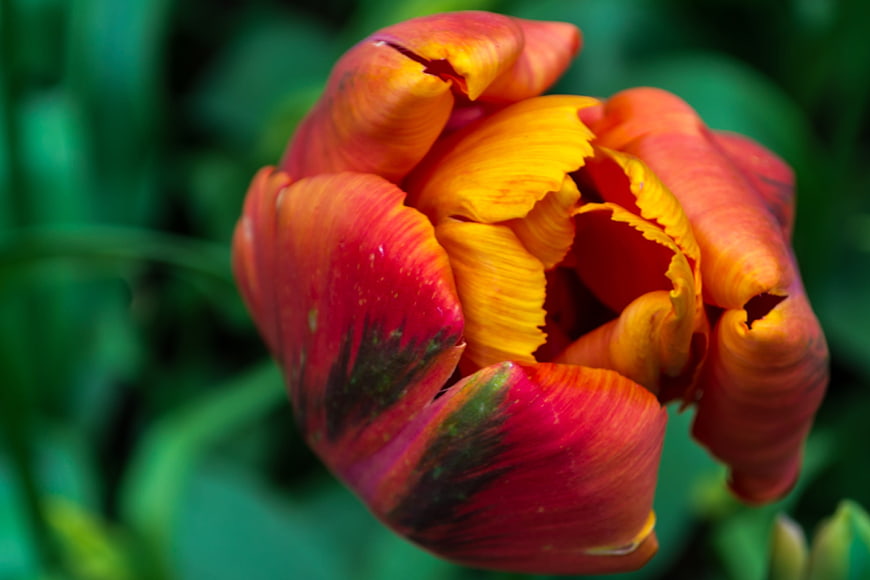 Close-up of vibrant red and yellow tulip flower