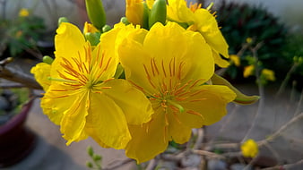 Close-up of vibrant yellow Cassia flowers with orange stamens