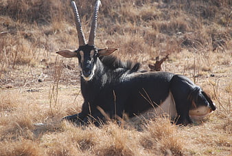 Sable Antelope Resting in Dry African Savanna Grass