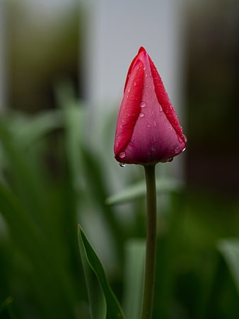 Close-up of a red tulip bud with water droplets