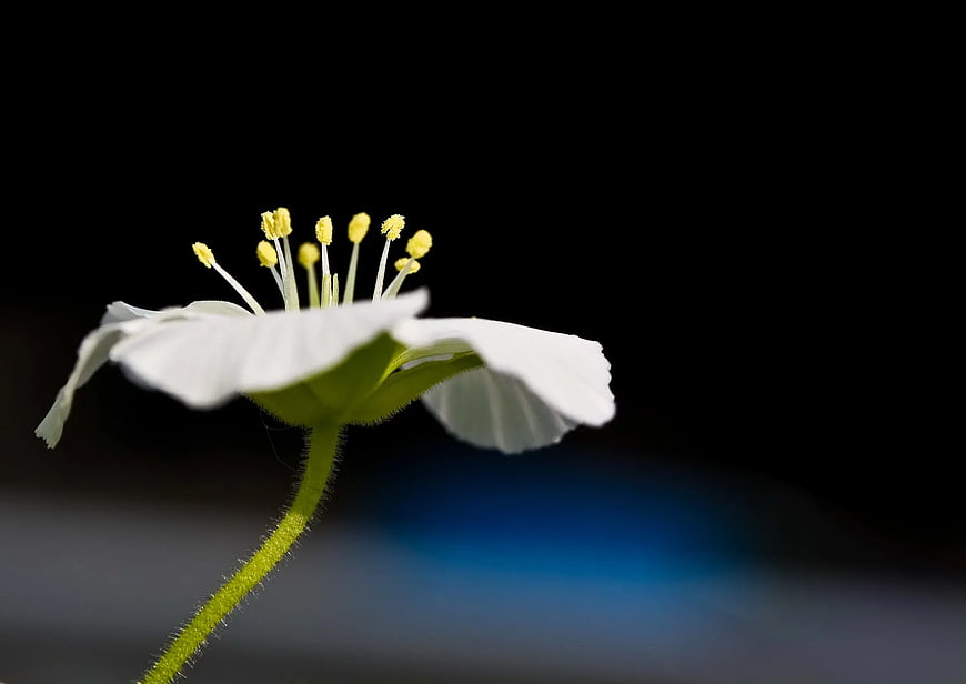 Close-up of white flower with yellow stamens on black background