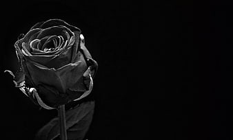 Black and white rose on dark background