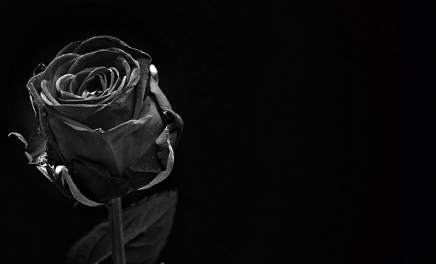 Black and white rose on dark background