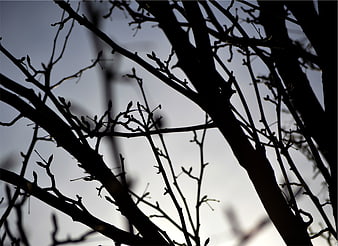 Silhouette of bare tree branches against a cloudy sky