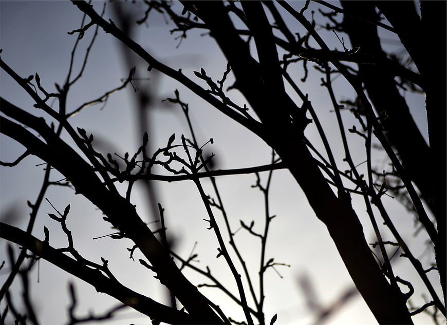 Silhouette of bare tree branches against a cloudy sky