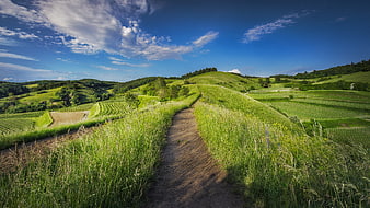 Panoramic View of Green Rolling Hills and Vineyard Path