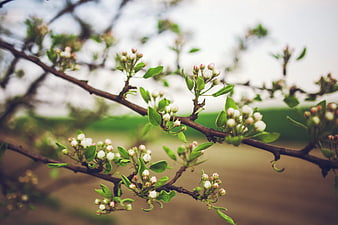 Close-up of blooming apple tree branches in spring
