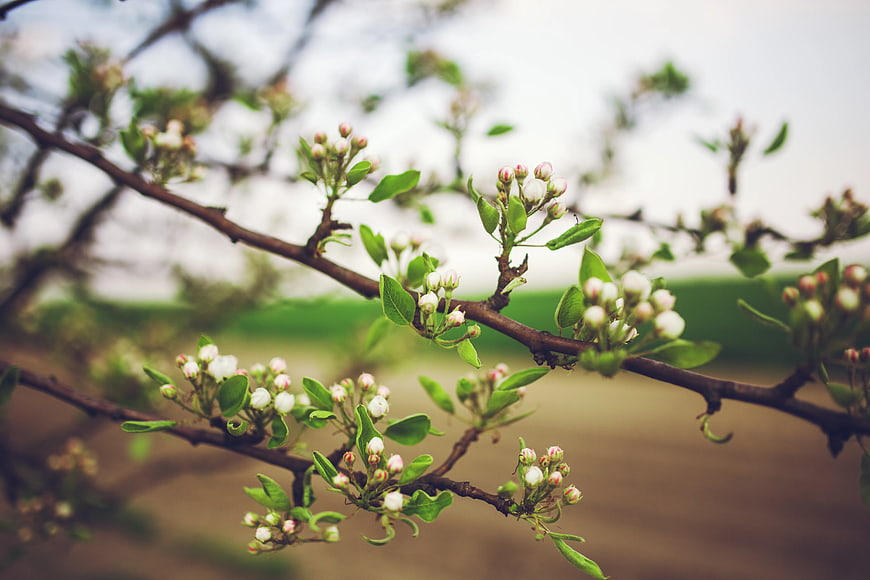 Close-up of blooming apple tree branches in spring
