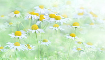 Dreamy Field of White and Yellow Chamomile Flowers