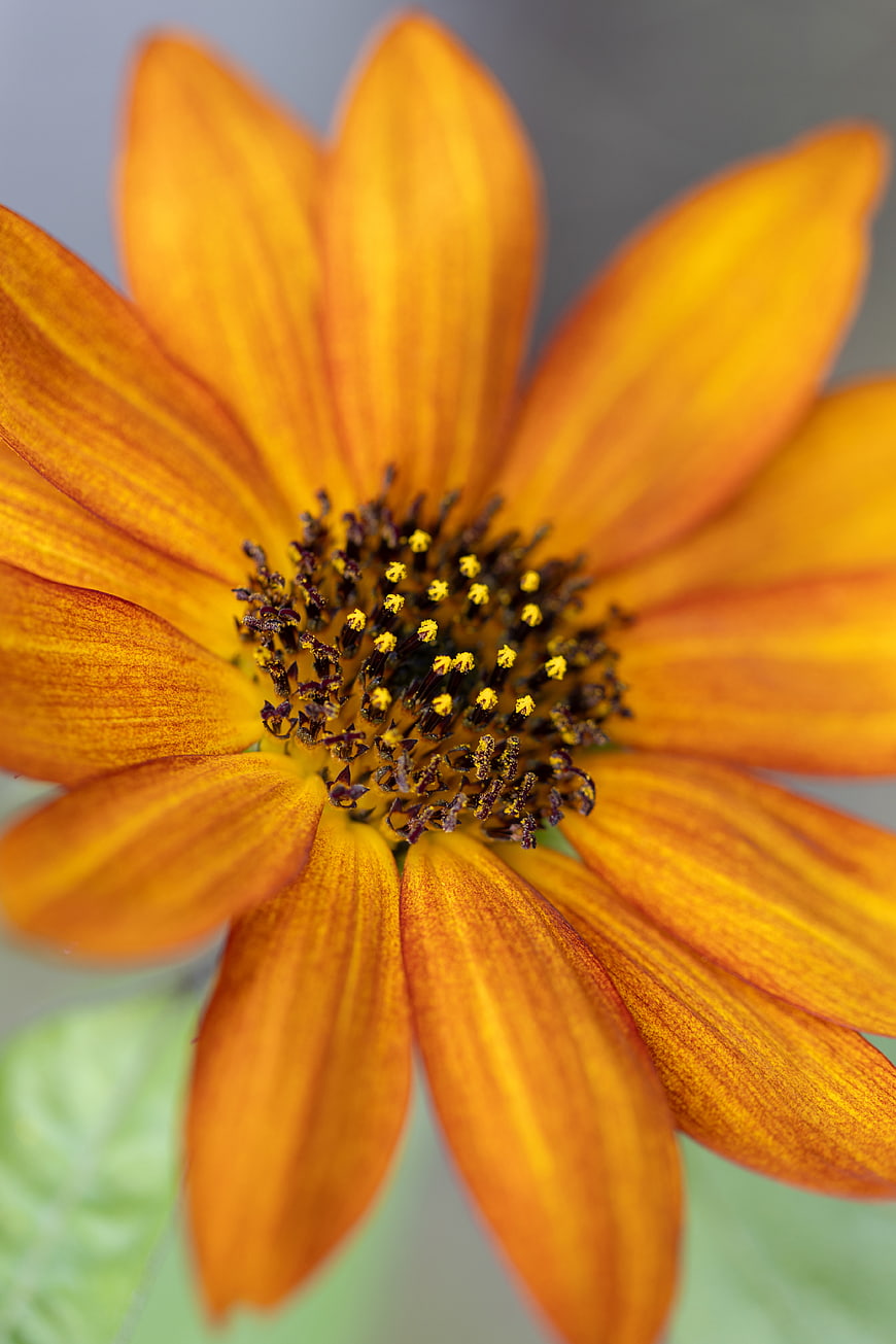 Close-up of vibrant orange flower with detailed center