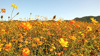 Vibrant Orange Cosmos Flower Field Under Blue Sky