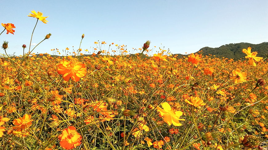 Vibrant Orange Cosmos Flower Field Under Blue Sky