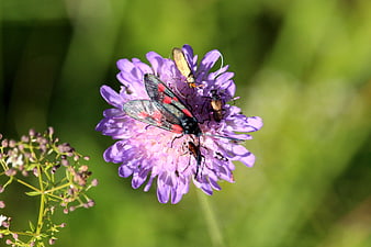 Cinnabar moth and insects on purple scabious flower