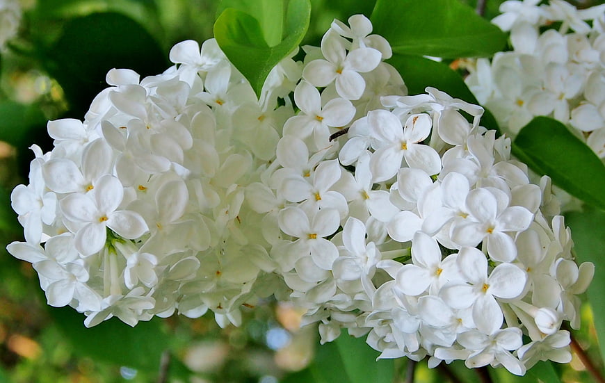 Close-up of white lilac blossoms with green leaves