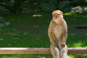 Japanese Macaque Monkey Sitting on Wooden Log in Nature
