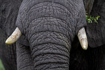 Close-up of African Elephant Trunk and Tusks