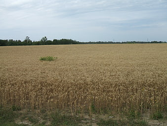 Golden wheat field under overcast sky with distant trees