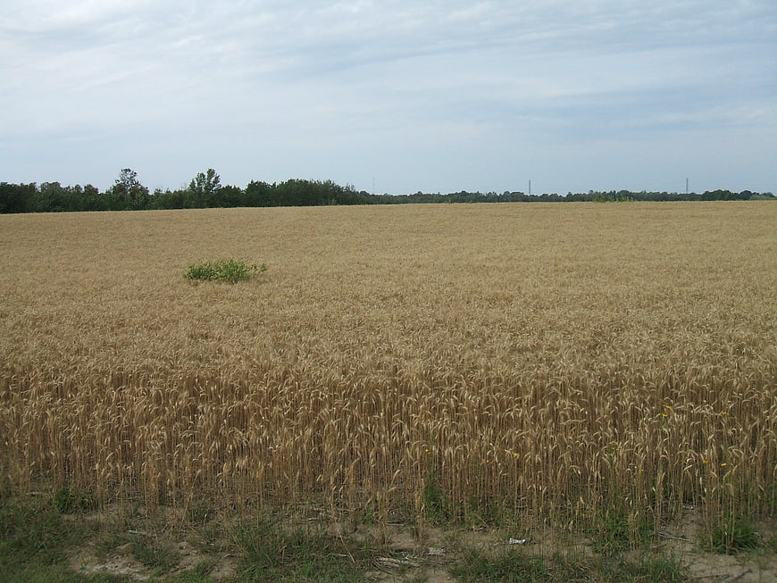 Golden wheat field under overcast sky with distant trees