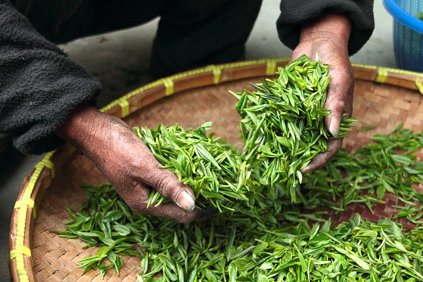 Hands Sorting Fresh Green Tea Leaves in Woven Basket