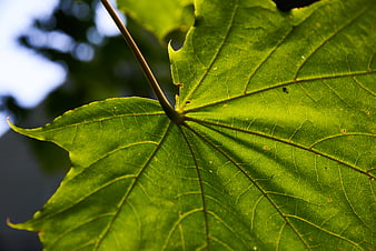 Close-up of vibrant green leaf with detailed veins and sunlight