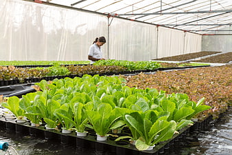 Hydroponic Lettuce Farming In Greenhouse With Worker