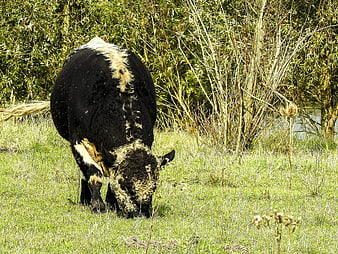 Black and white Galloway cow grazing in a grassy field