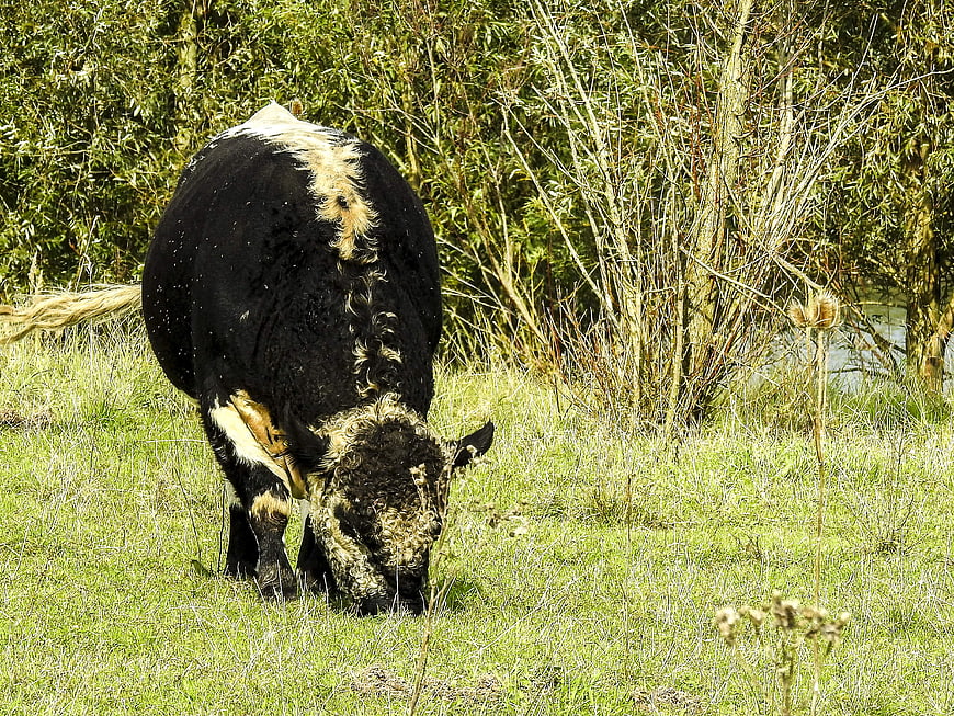 Black and white Galloway cow grazing in a grassy field