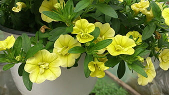 Close-up of vibrant yellow petunia flowers in a white pot