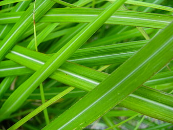 Close-up of vibrant green grass blades overlapping