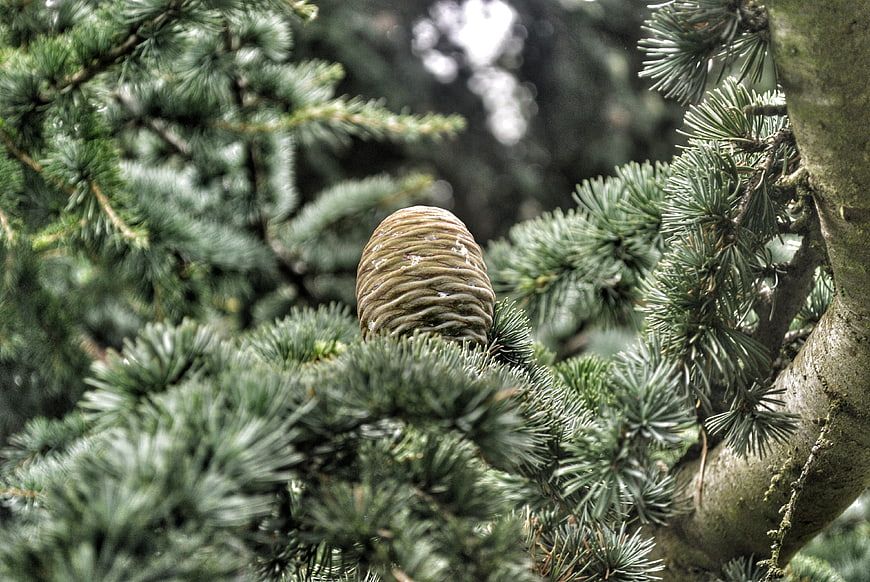 Close-up of a pine cone on a spruce branch