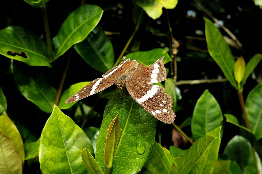 Brown butterfly with white stripes resting on green leaf