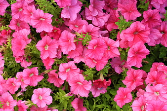 Vibrant Pink Petunia Flowers in Full Bloom