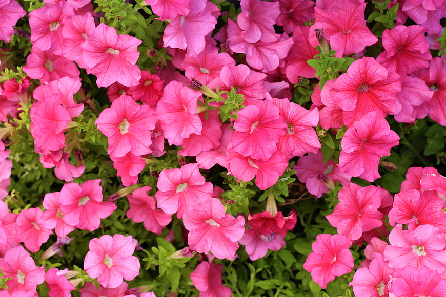 Vibrant Pink Petunia Flowers in Full Bloom