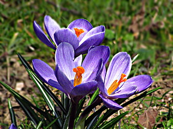 Purple Crocus Flowers Blooming in Spring Meadow