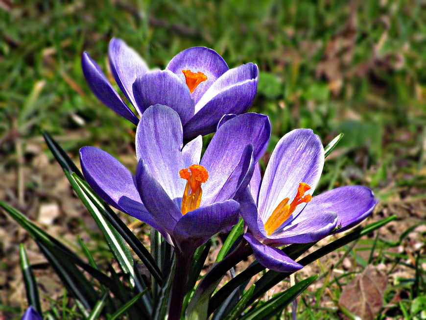 Purple Crocus Flowers Blooming in Spring Meadow