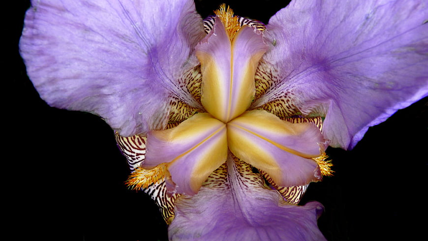 Close-up of a purple and yellow iris flower on black background