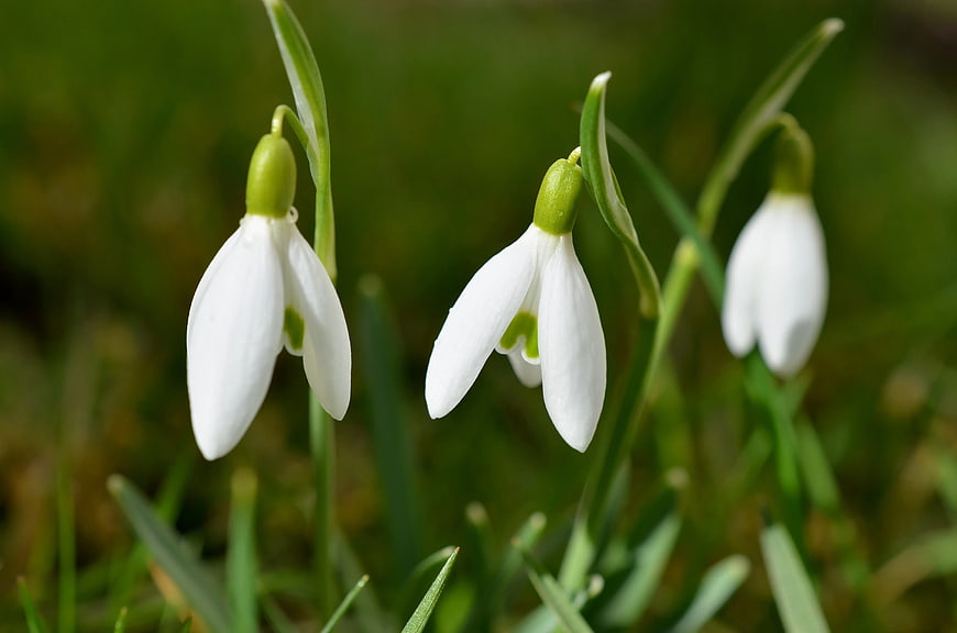 Close-up of white snowdrops blooming in green grass
