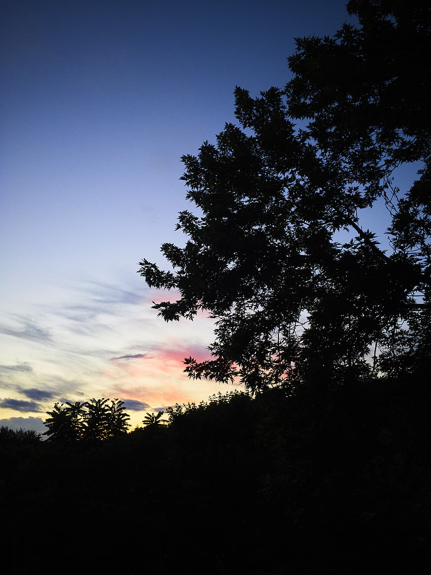 Silhouette of Trees Against a Colorful Sunset Sky