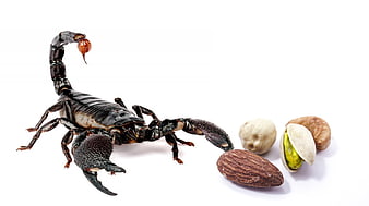 Black scorpion and assorted nuts on white background
