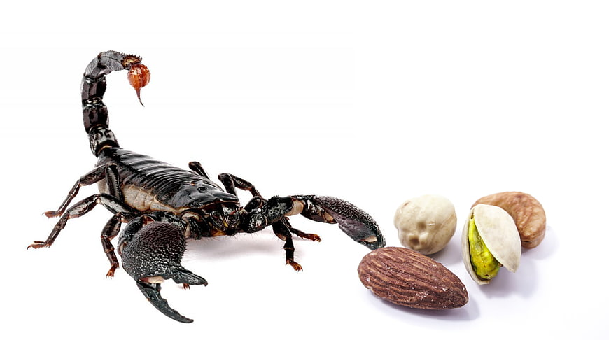 Black scorpion and assorted nuts on white background