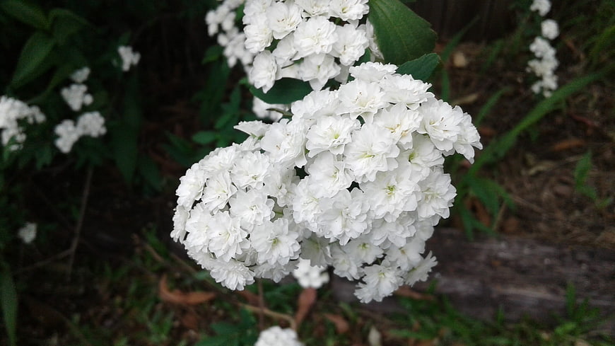 Close-up of white spirea flowers in a garden