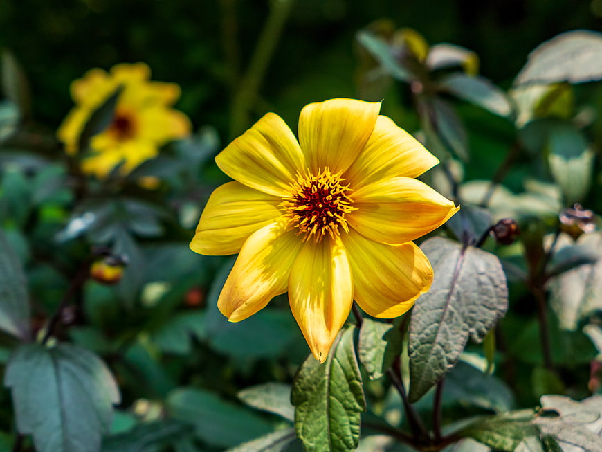 Vibrant Yellow Dahlia Flower in Garden