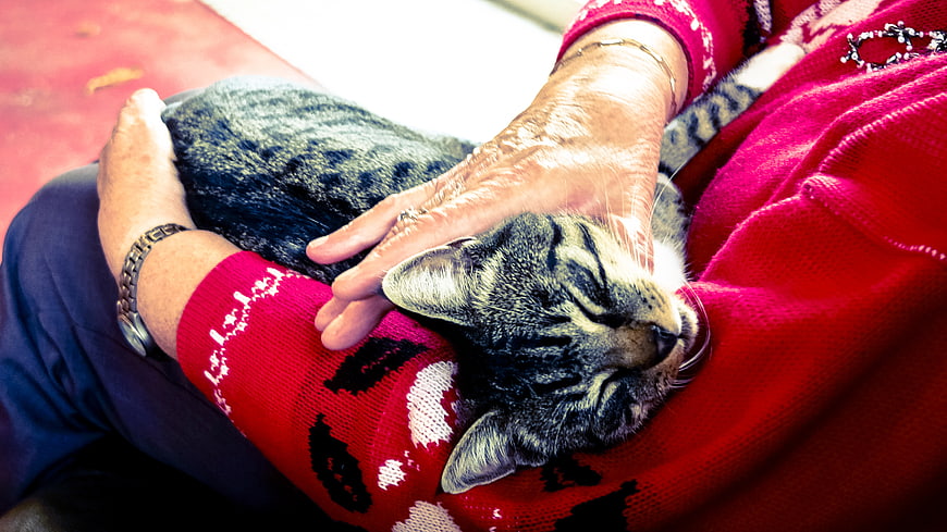 Senior woman cuddling sleeping tabby cat in red sweater