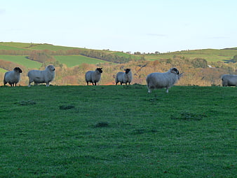 Sheep grazing on green hillside with autumn landscape background