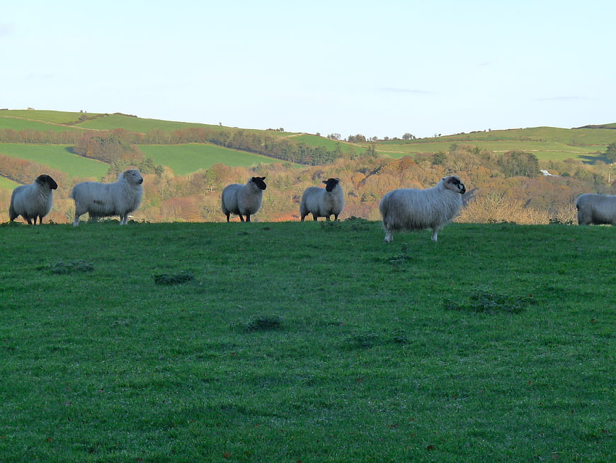 Sheep grazing on green hillside with autumn landscape background