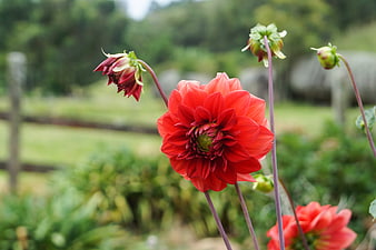 Vibrant Red Dahlia Flower in Garden