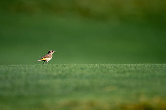 Small bird standing on green grass field with blurred background